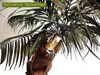 Geklebter Palmenkopf
