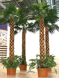 Beispiel knstlicher Palmen 2
