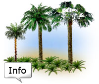 Knstliche Palmen info (Image)