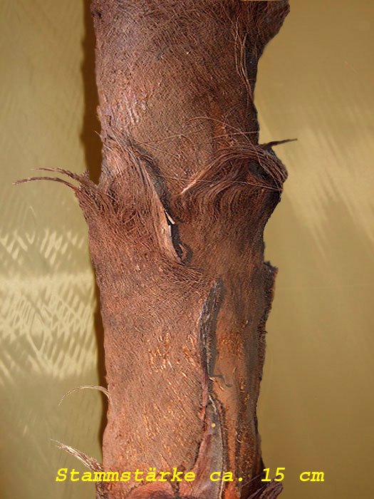Baststamm für Areca Dekopalme, Stammstärke ca. 15cm