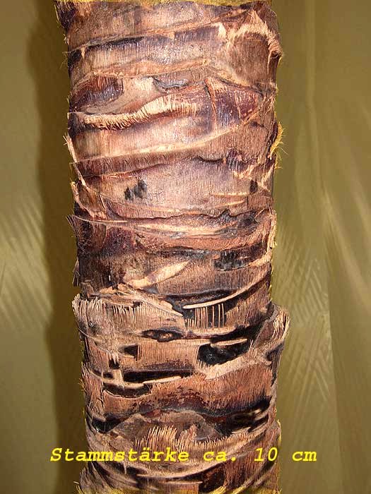 Naturstamm für Areca Dekopalme, Stammstärke ca. 10cm