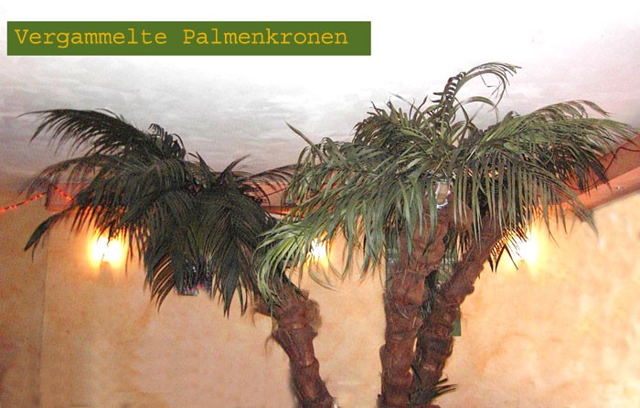 Vergammelte Palmenkronen einer Low-Cost Palme erwecken den Eindruck von Verwahrlostem