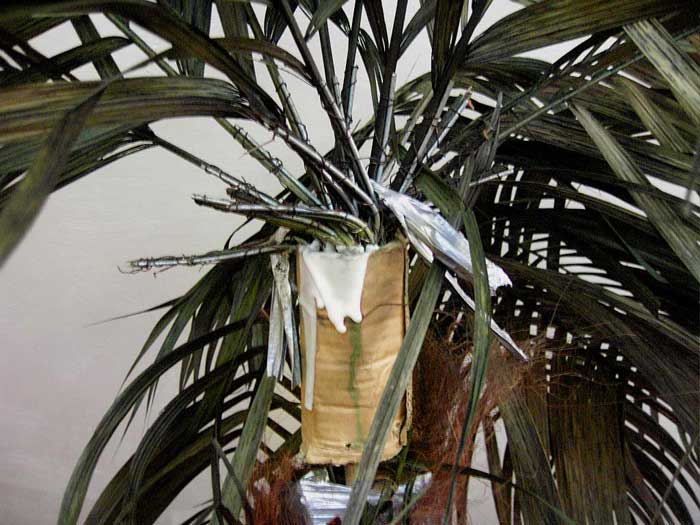 Low Quality Palme im Endstadium